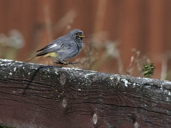 Mustaleppälintu, Black Redstart, Phoenicurus ochruros