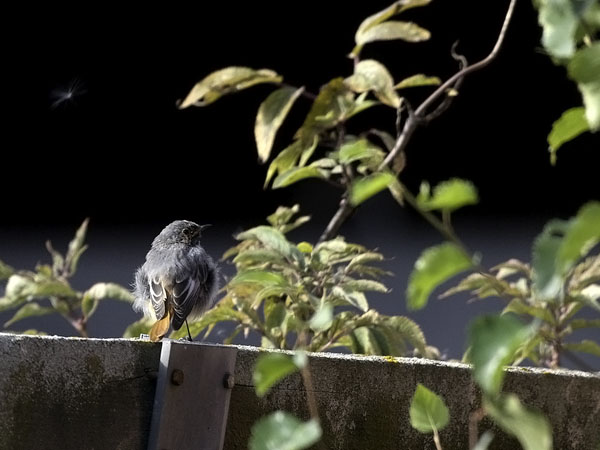 Mustaleppälintu, Black Redstart, Phoenicurus ochruros