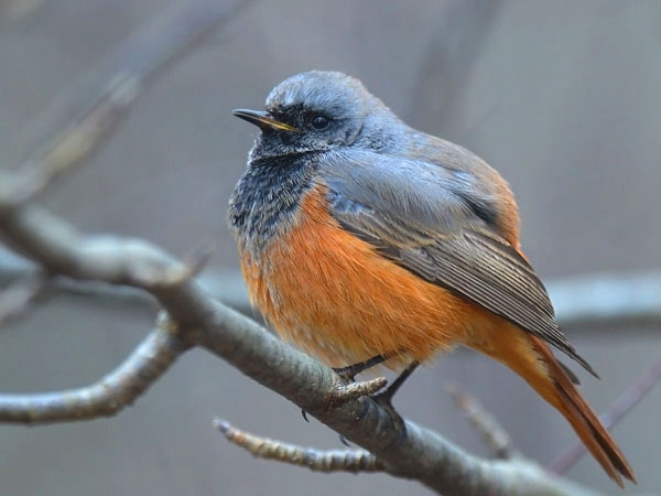 Mustaleppälintu, Black Redstart, Phoenicurus ochruros
