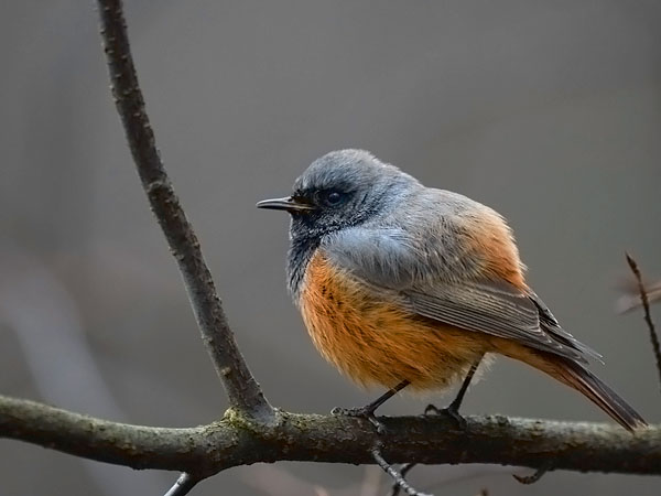 Mustaleppälintu, Black Redstart, Phoenicurus ochruros