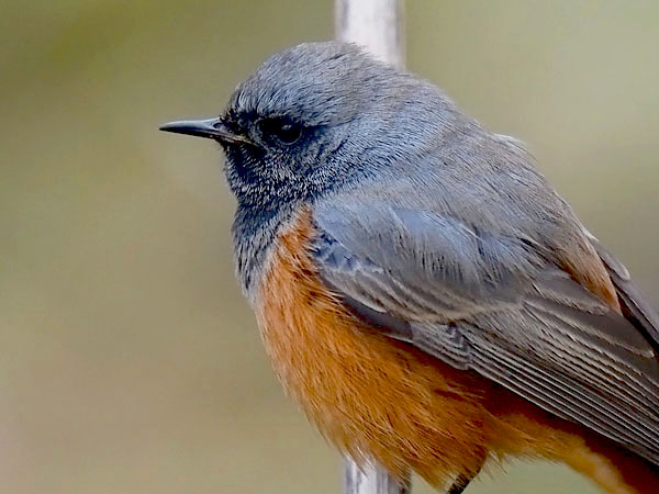 Mustaleppälintu, Black Redstart, Phoenicurus ochruros