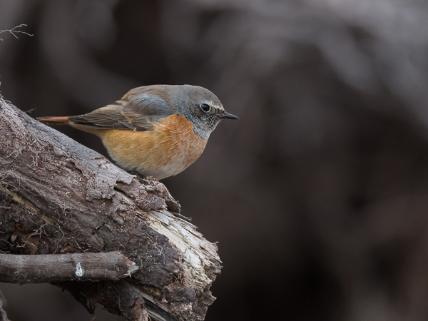 Leppälintu, Common Redstart, Phoenicurus phoenicurus