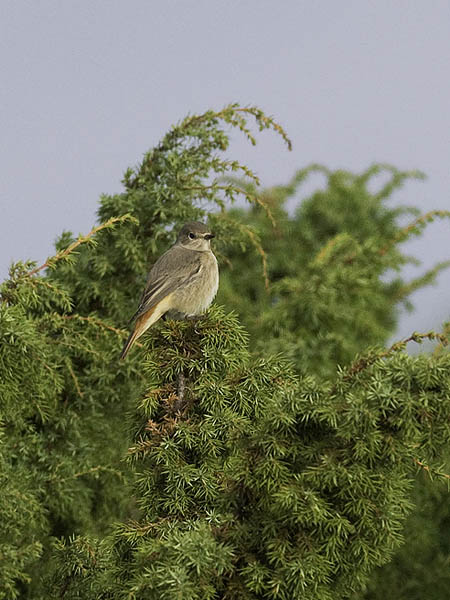 Leppälintu, Common Redstart, Phoenicurus phoenicurus