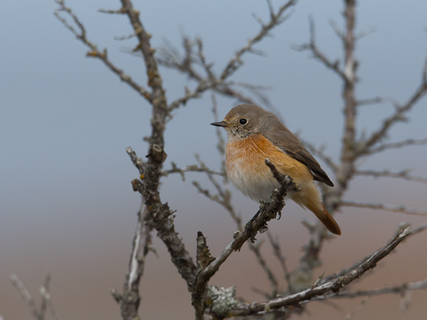 Leppälintu, Common Redstart, Phoenicurus phoenicurus