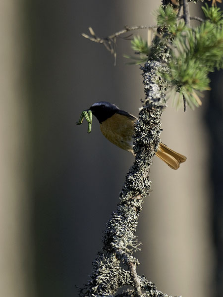 Leppälintu, Common Redstart, Phoenicurus phoenicurus