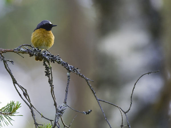 Leppälintu, Common Redstart, Phoenicurus phoenicurus