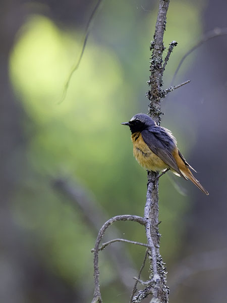 Leppälintu, Common Redstart, Phoenicurus phoenicurus