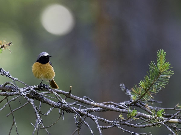 Leppälintu, Common Redstart, Phoenicurus phoenicurus