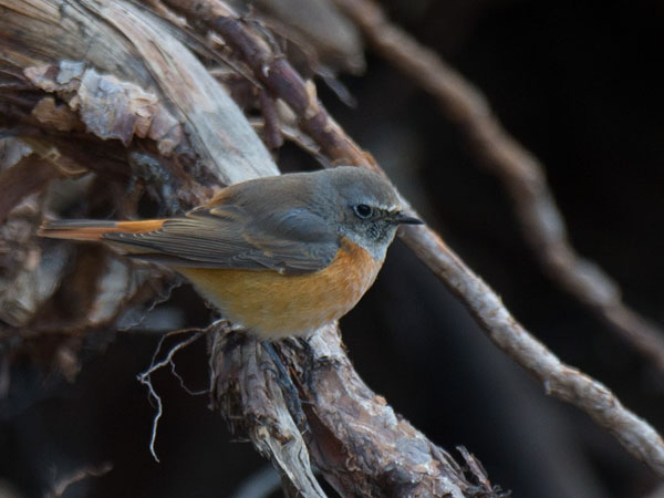 Leppälintu, Common Redstart, Phoenicurus phoenicurus