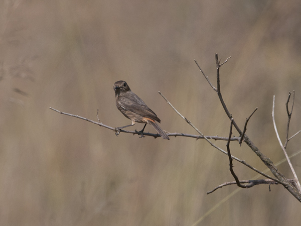 Nokitasku, Pied Bushchat, Saxicola caprata
