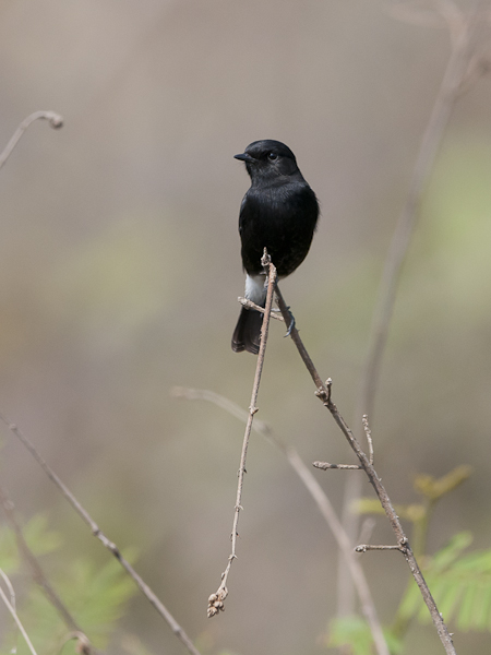 Nokitasku, Pied Bushchat, Saxicola caprata