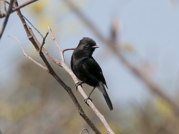 Nokitasku, Pied Bushchat, Saxicola caprata