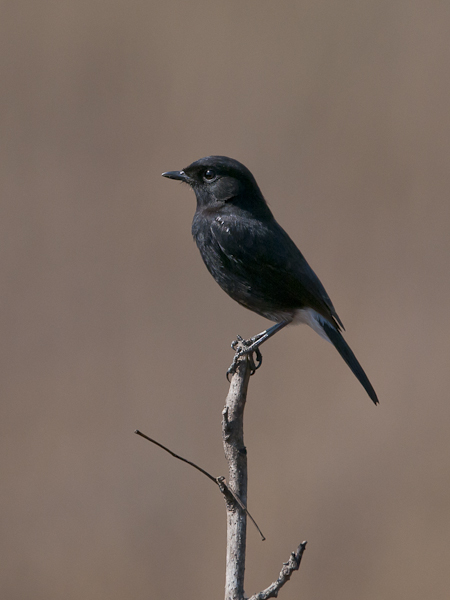 Nokitasku, Pied Bushchat, Saxicola caprata