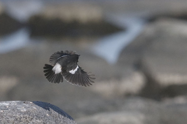 Nokitasku, Pied Bushchat, Saxicola caprata