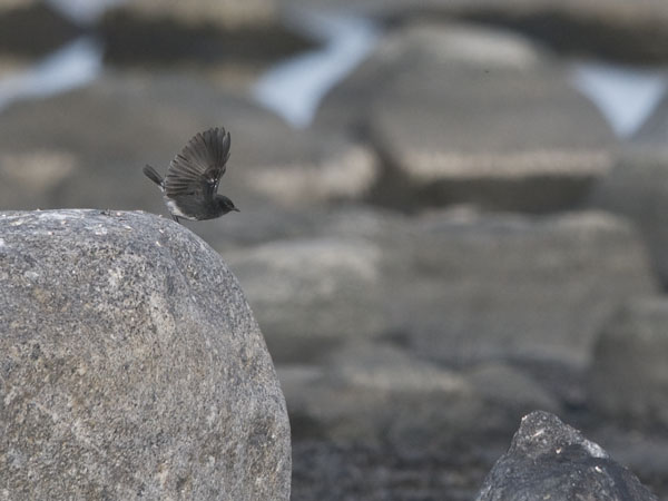 Nokitasku, Pied Bushchat, Saxicola caprata