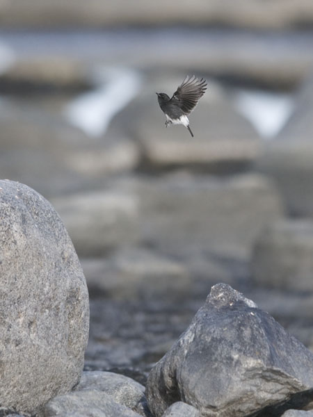 Nokitasku, Pied Bushchat, Saxicola caprata