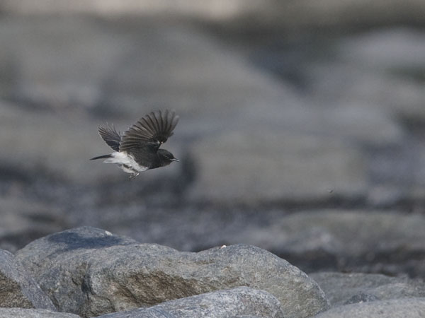 Nokitasku, Pied Bushchat, Saxicola caprata
