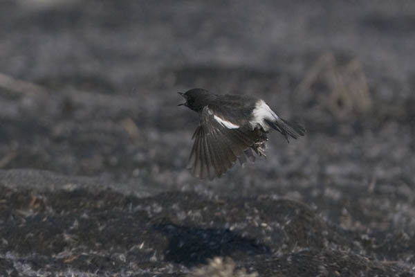 Nokitasku, Pied Bushchat, Saxicola caprata