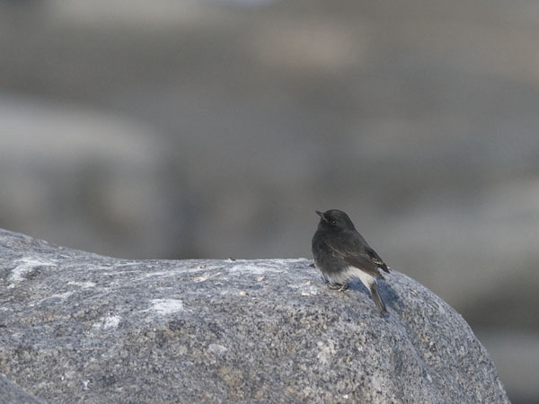 Nokitasku, Pied Bushchat, Saxicola caprata