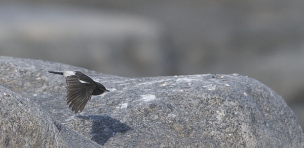 Nokitasku, Pied Bushchat, Saxicola caprata