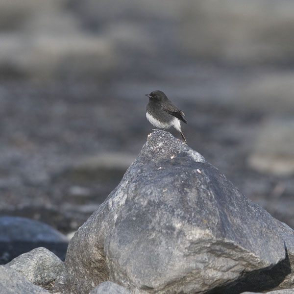 Nokitasku, Pied Bushchat, Saxicola caprata