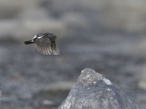 Nokitasku, Pied Bushchat, Saxicola caprata