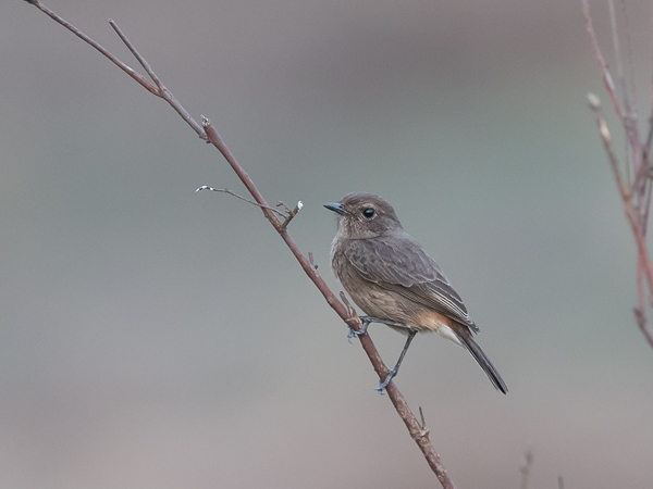 Nokitasku, Pied Bushchat, Saxicola caprata