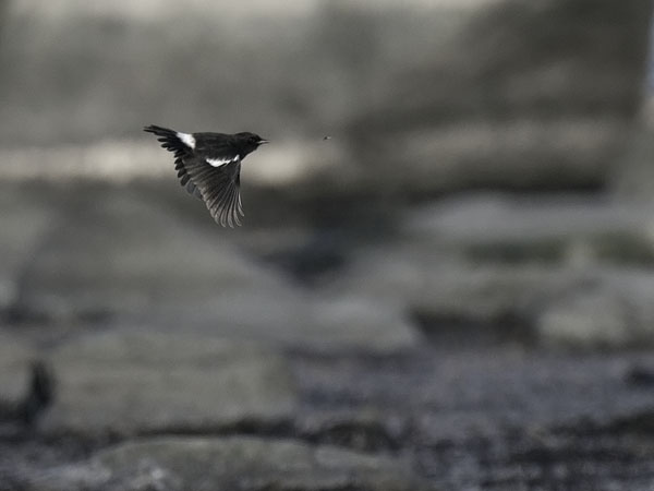 Nokitasku, Pied Bushchat, Saxicola caprata
