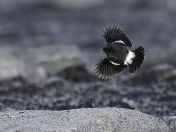 Nokitasku, Pied Bushchat, Saxicola caprata