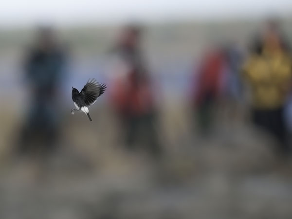 Nokitasku, Pied Bushchat, Saxicola caprata