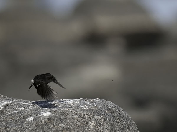 Nokitasku, Pied Bushchat, Saxicola caprata