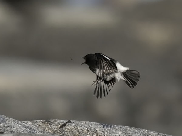 Nokitasku, Pied Bushchat, Saxicola caprata