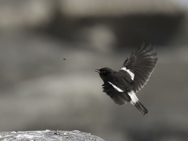 Nokitasku, Pied Bushchat, Saxicola caprata