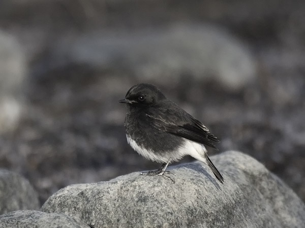 Nokitasku, Pied Bushchat, Saxicola caprata