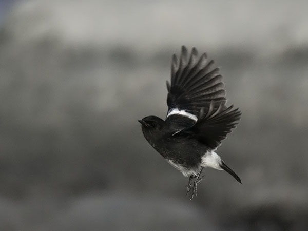 Nokitasku, Pied Bushchat, Saxicola caprata