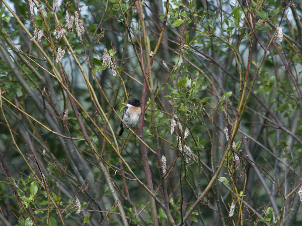 Sepeltasku, Siberian Stonechat, Saxicola maurus