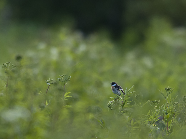 Sepeltasku, Siberian Stonechat, Saxicola maurus