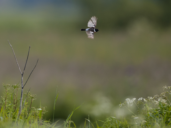 Sepeltasku, Siberian Stonechat, Saxicola maurus