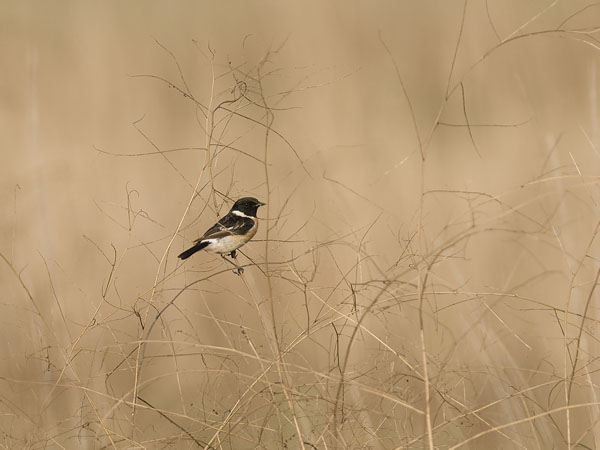 Sepeltasku, Siberian Stonechat, Saxicola maurus