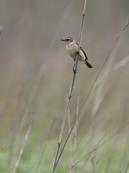 Sepeltasku, Siberian Stonechat, Saxicola maurus