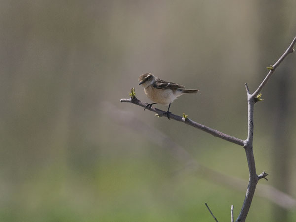 Sepeltasku, Siberian Stonechat, Saxicola maurus