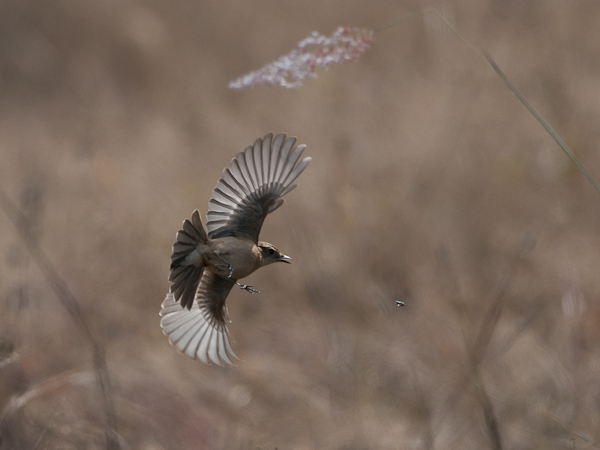 Sepeltasku, Siberian Stonechat, Saxicola maurus