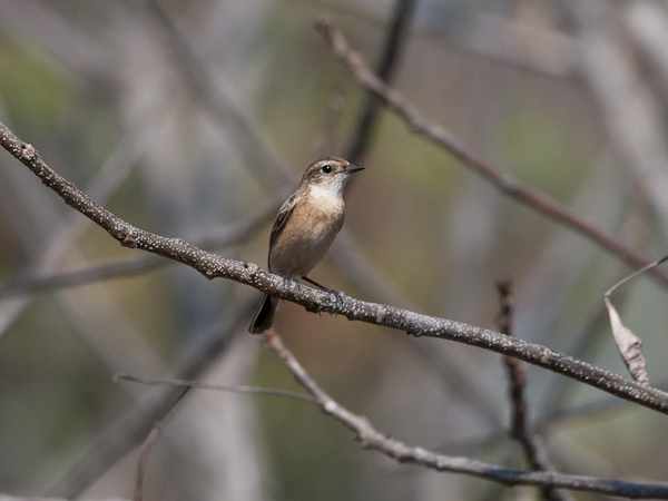 Sepeltasku, Siberian Stonechat, Saxicola maurus