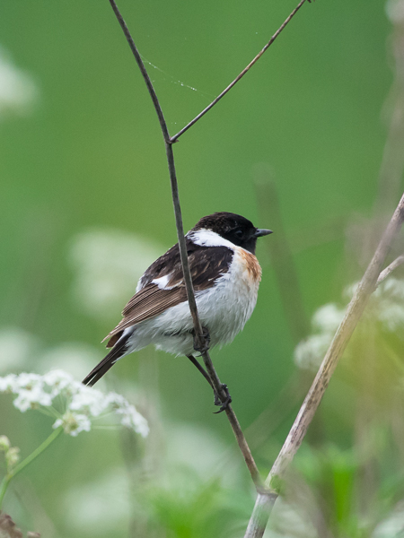 Sepeltasku, Siberian Stonechat, Saxicola maurus
