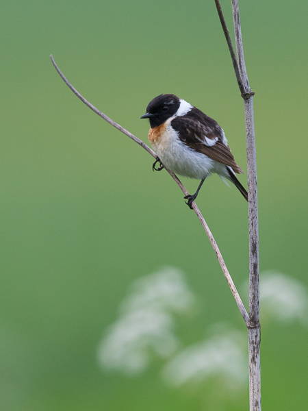 Sepeltasku, Siberian Stonechat, Saxicola maurus
