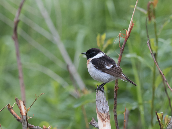 Sepeltasku, Siberian Stonechat, Saxicola maurus