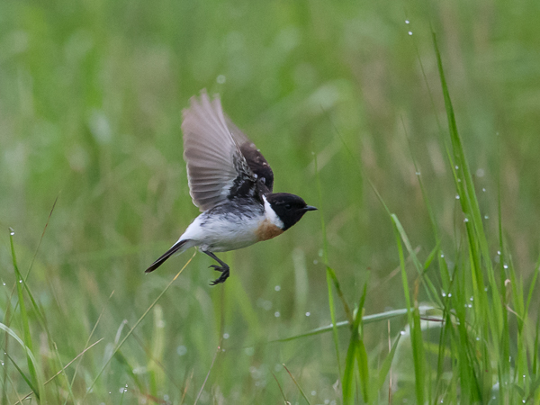 Sepeltasku, Siberian Stonechat, Saxicola maurus