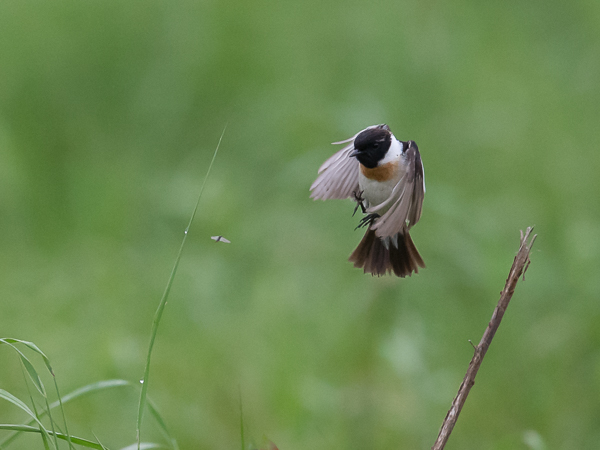 Sepeltasku, Siberian Stonechat, Saxicola maurus
