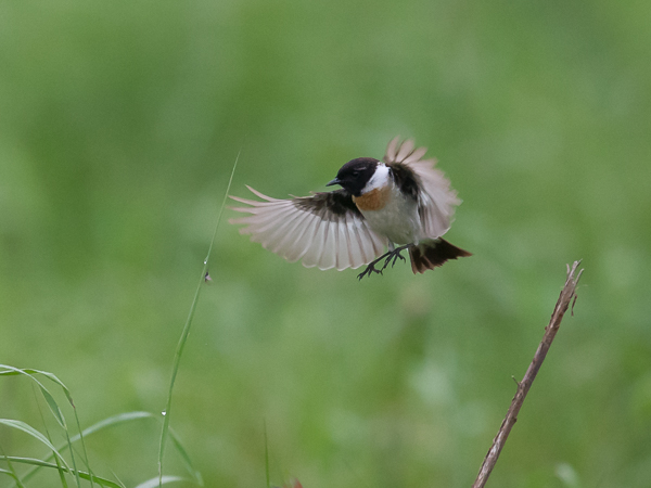 Sepeltasku, Siberian Stonechat, Saxicola maurus