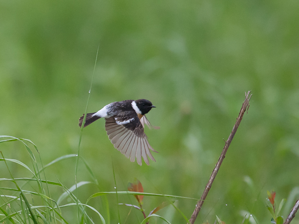 Sepeltasku, Siberian Stonechat, Saxicola maurus